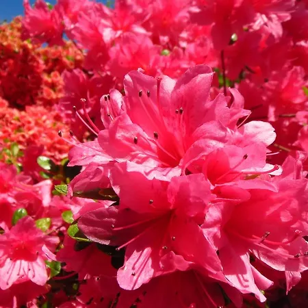 Rustico Storelli * Brissago