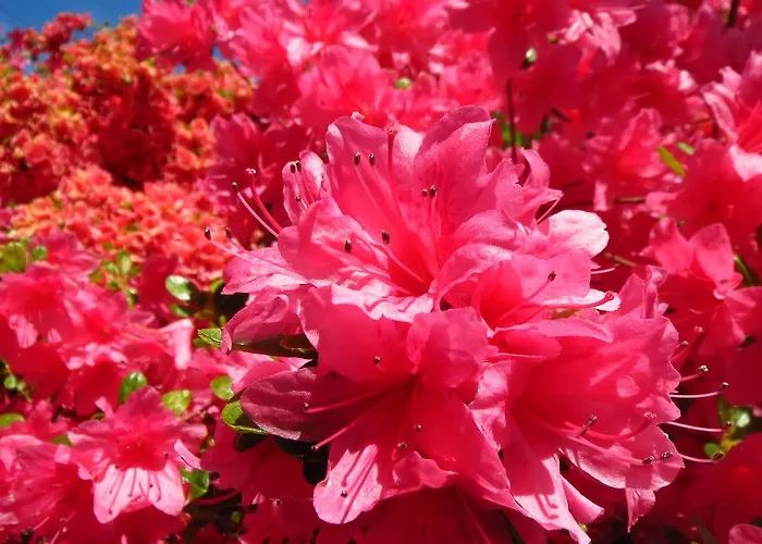 Rustico Storelli * Brissago